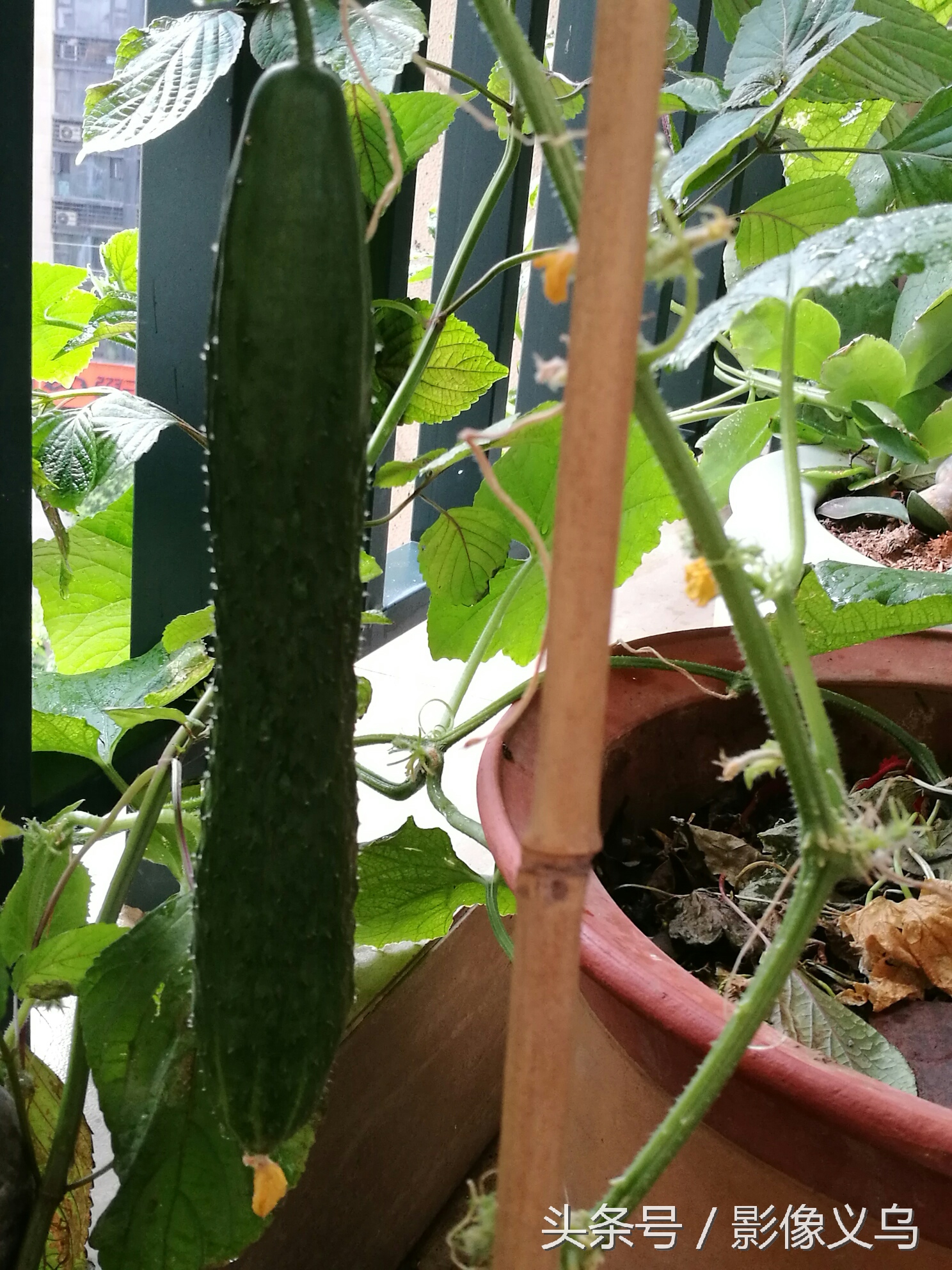 健康义乌：家庭阳台种菜义乌正时尚