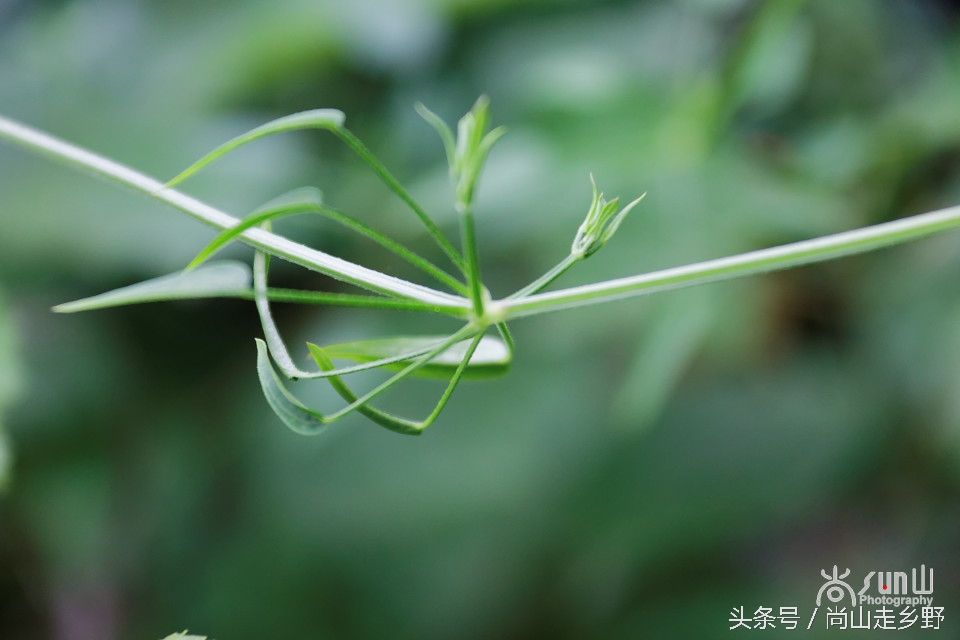 它是地之血，却还能止血，并且是历史悠久的植物染料！