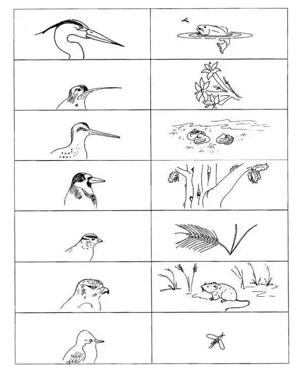 如果小鸟受伤了该怎么救助,野生小鸟受伤了怎么救它的
