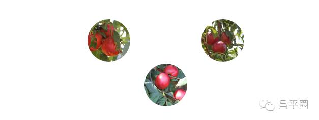 永定区冬桃新鲜采摘等你来,果园现摘冬桃脆甜