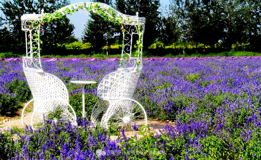 薰衣草庄园室内设计案例,薰衣草庄园的拍摄与着装搭配