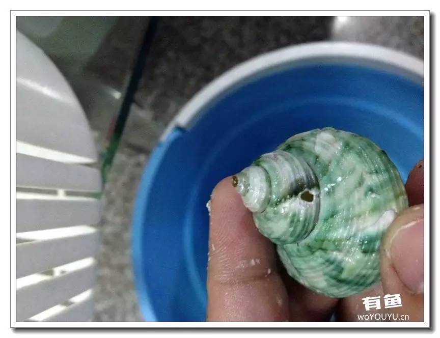 养了一个月的鱼突然大批死亡,斗鱼孵化后小鱼换水团灭