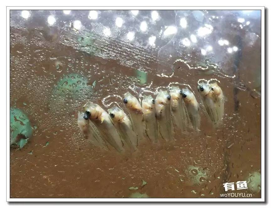 养了一个月的鱼突然大批死亡,斗鱼孵化后小鱼换水团灭