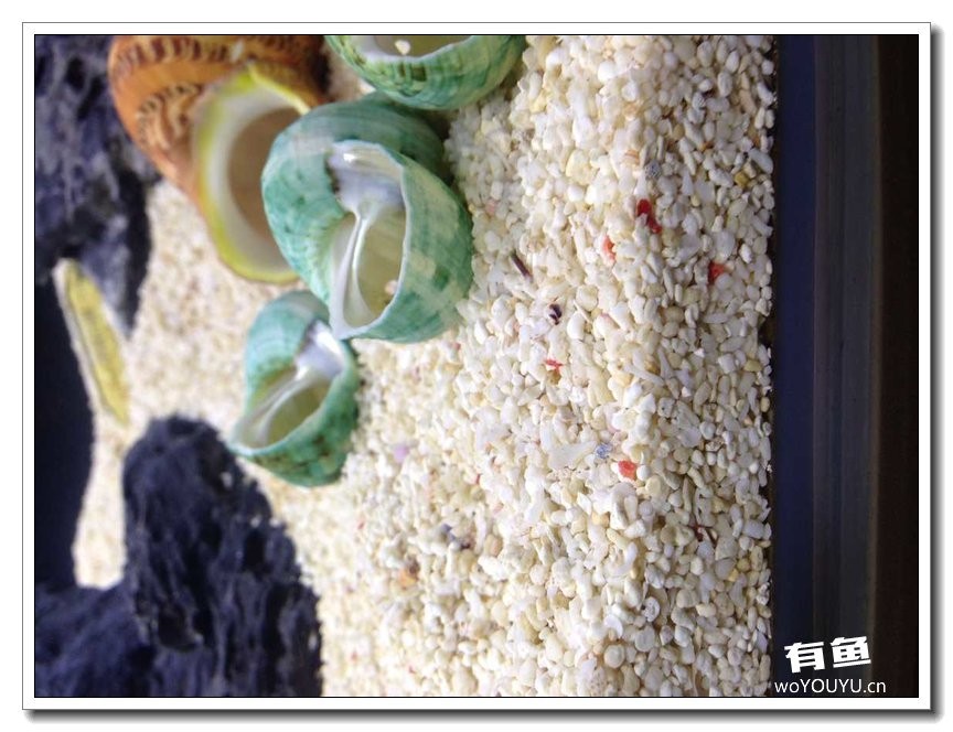 养了一个月的鱼突然大批死亡,斗鱼孵化后小鱼换水团灭