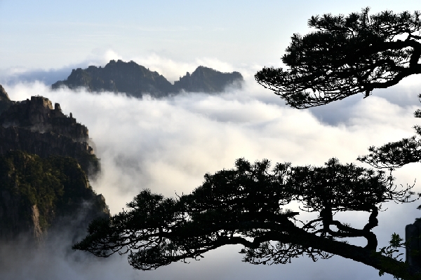 黄山四绝奇松迎客松,黄山五绝和黄山五胜