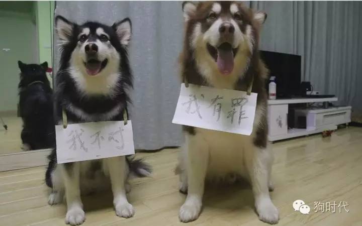 随手清理狗的粪便对吗,不停的捡猫毛