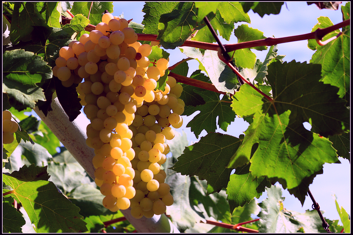 采摘葡萄游玩,最美葡萄园风景