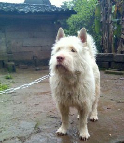 中国本土十大猎犬排行榜,中国本土最原始的猎犬