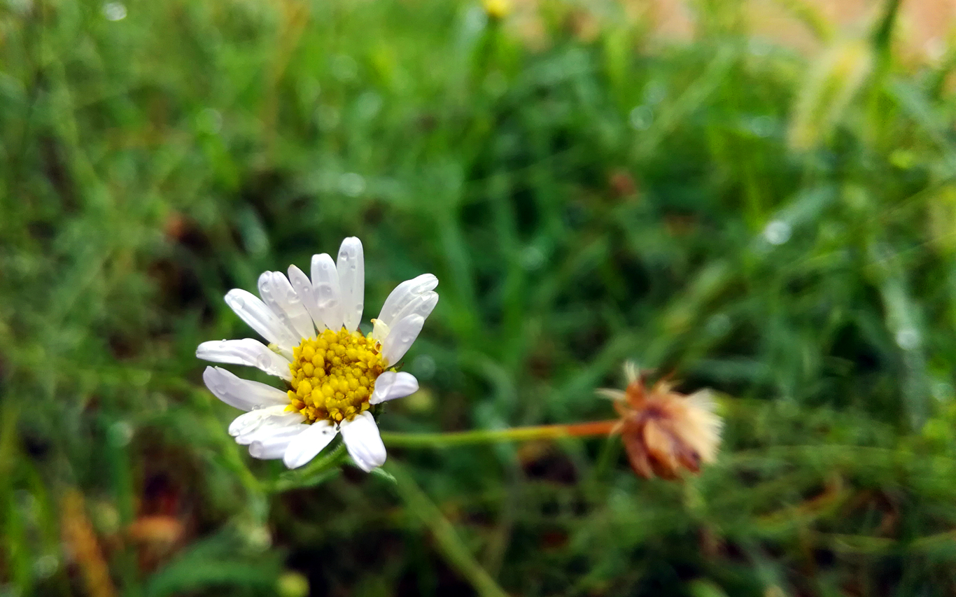 2023年荣耀畅玩5c还能用吗,荣耀畅玩5c刷什么系统更流畅