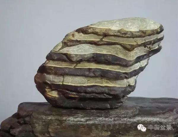 养盆景有灵性吗,养松树盆景的乐趣