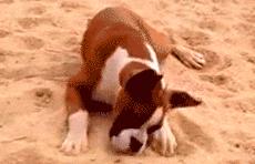 狗狗吃了洋葱精神很好,狗狗第1次吃了冰块的反应