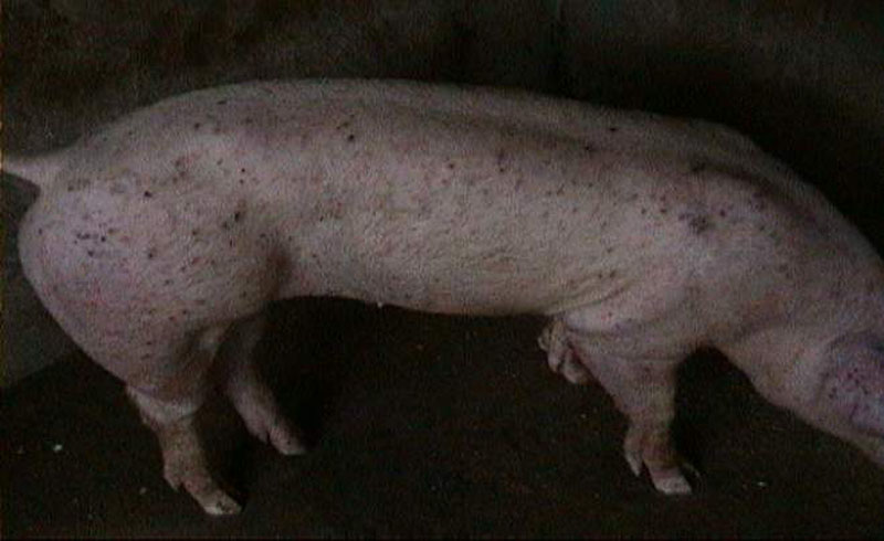 控制病毒的最好办法是什么,控制新冠病毒最简单直接的方法