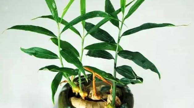 沙土花盆种姜的全部过程,花盆种植姜的方法和技巧