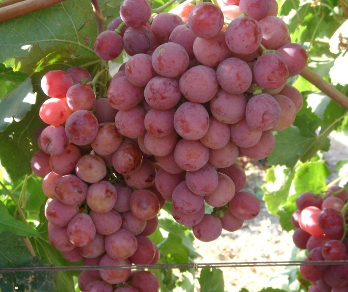 采摘葡萄游玩,最美葡萄园风景