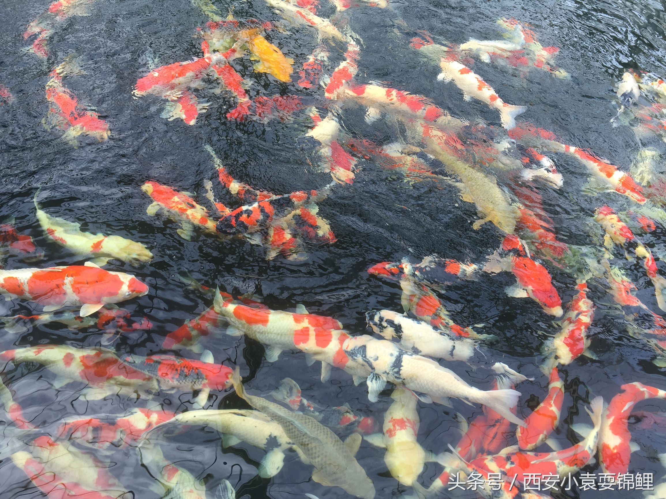 锦鲤擦池的原因,冬天锦鲤擦池底怎么回事