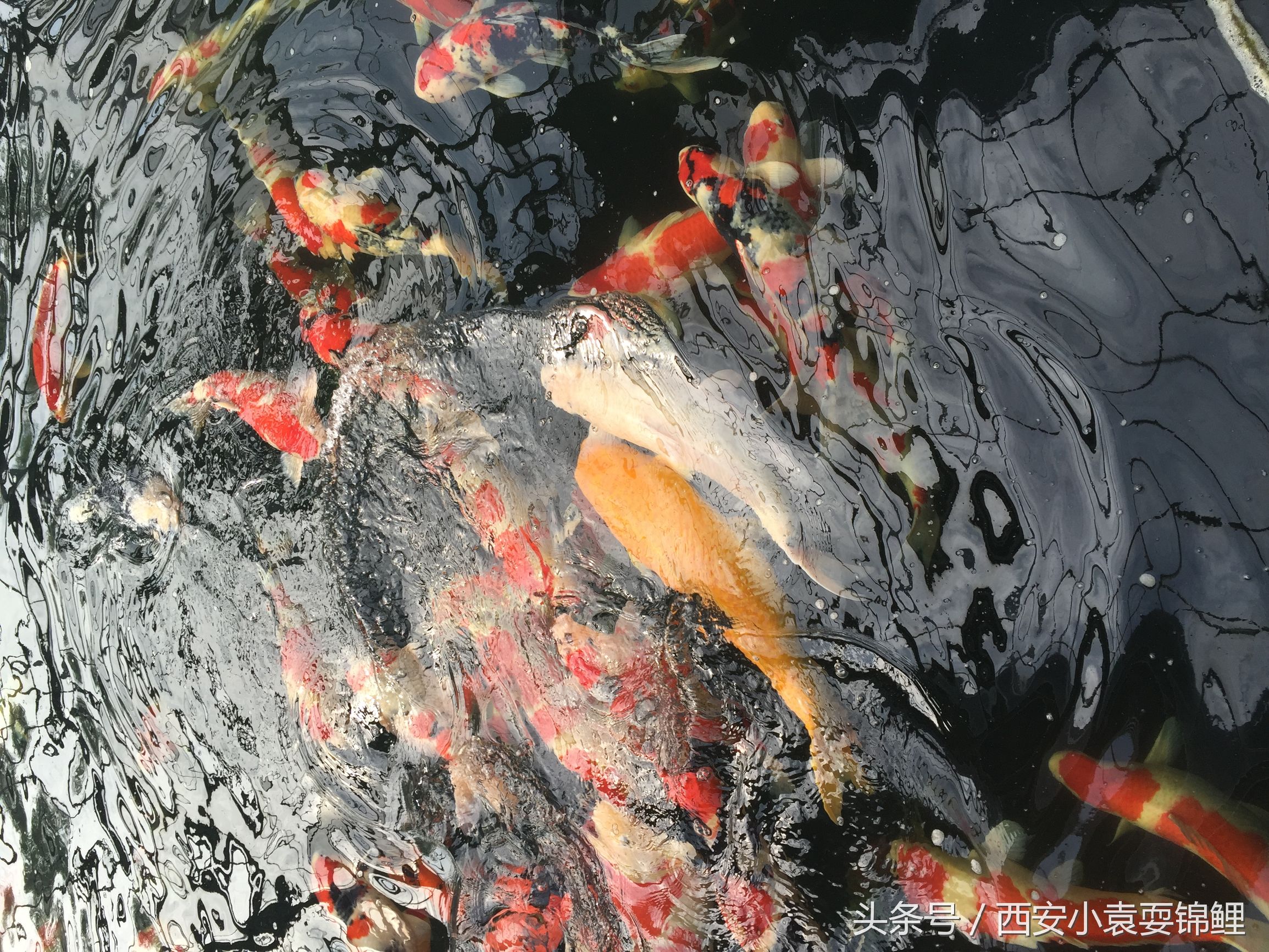 锦鲤擦池的原因,冬天锦鲤擦池底怎么回事