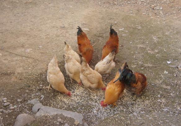 宜城炸仔鸡做法视频,正宗宜城干炸仔鸡