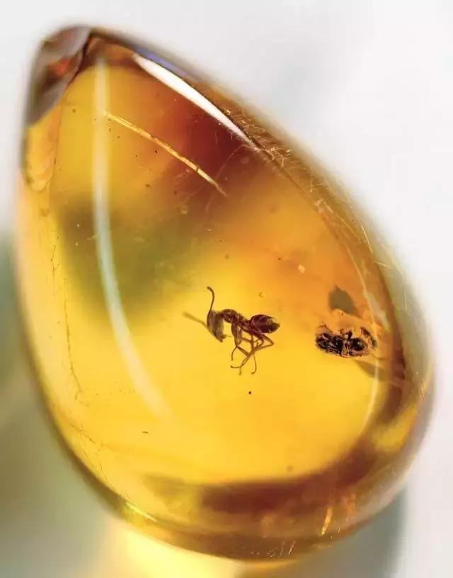 鐞ョ弨鐢熷懡,鐞ョ弨鐏甸瓊瀹濈煶