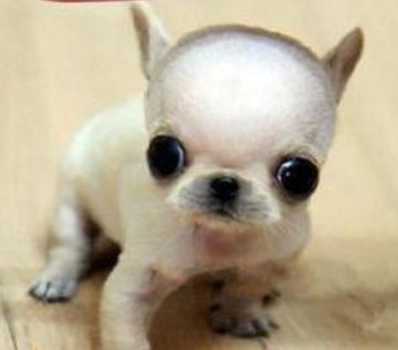 狗狗常见皮肤病区分,各个品种狗遗传疾病