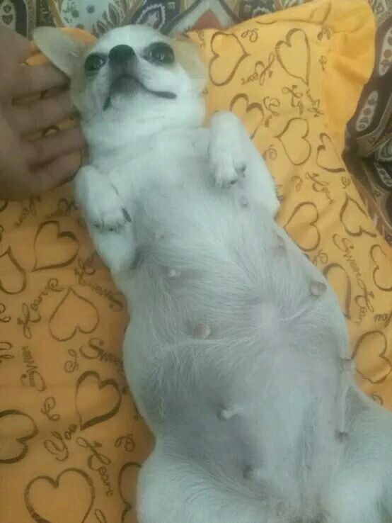 吉娃娃有没有怀孕肚子却很大,吉娃娃第一次来例假就怀孕了