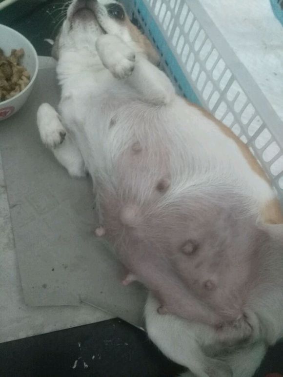 吉娃娃有没有怀孕肚子却很大,吉娃娃第一次来例假就怀孕了