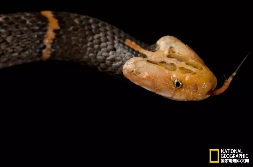 魔鬼充满诱惑力,原来恶魔也能被撩