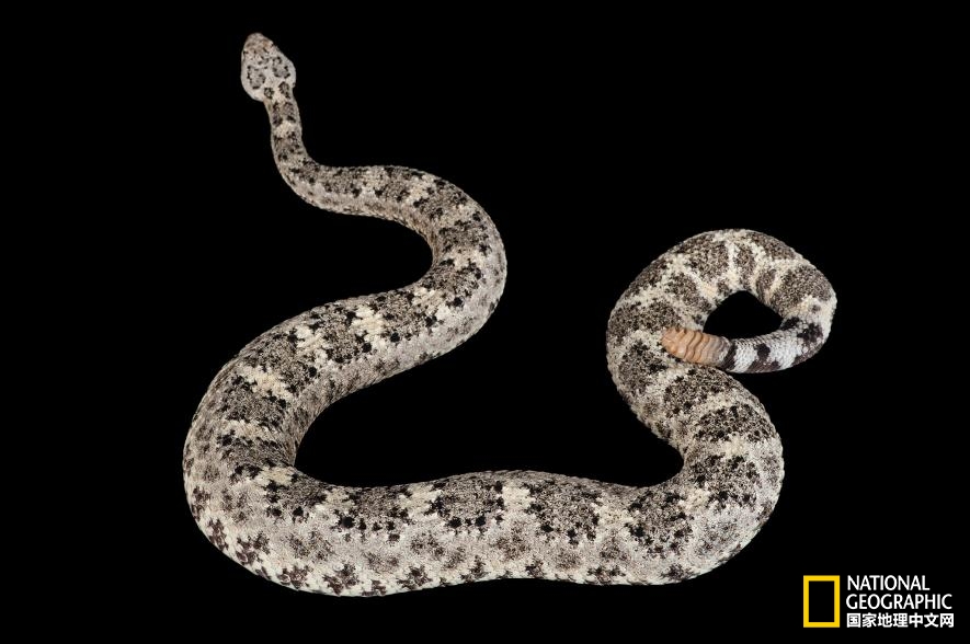 魔鬼充满诱惑力,原来恶魔也能被撩