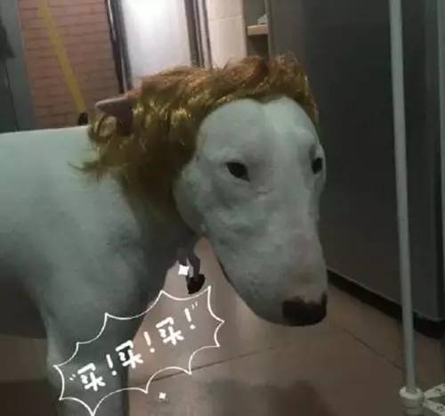 售价24元智能手机下周交付，代购竟已暴炒10倍！|直通公司