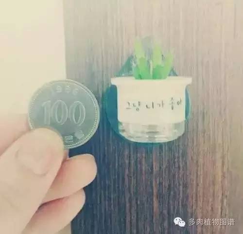 多肉植物韩国小芦荟,多肉花盆韩国拇指盆