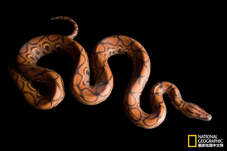 魔鬼充满诱惑力,原来恶魔也能被撩