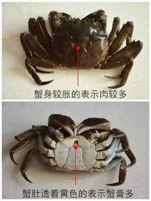 六月黄，令苏州人“魂牵梦萦”的那一口鲜嫩浓香的黄金膏油~来了！