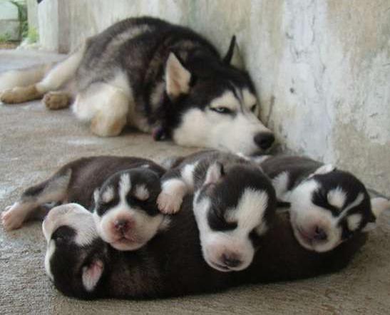 狗狗产后怎么护理,狗狗产后流鲜血用什么药