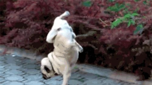 史上最忧郁的狗,最萌巴哥犬哈巴狗