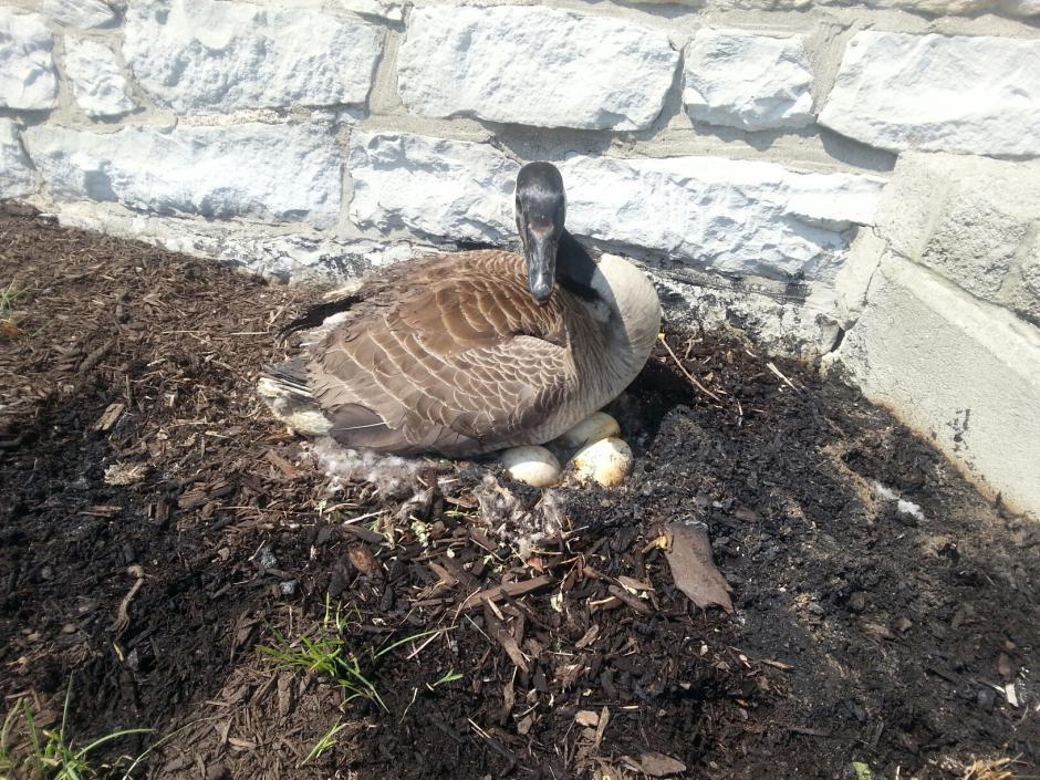 鹅妈妈在火灾中失去了孩子，但不久它又以另一种方式重拾心中所爱