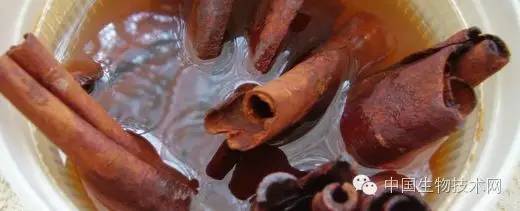 改善学习能力最廉价的秘方:肉桂!