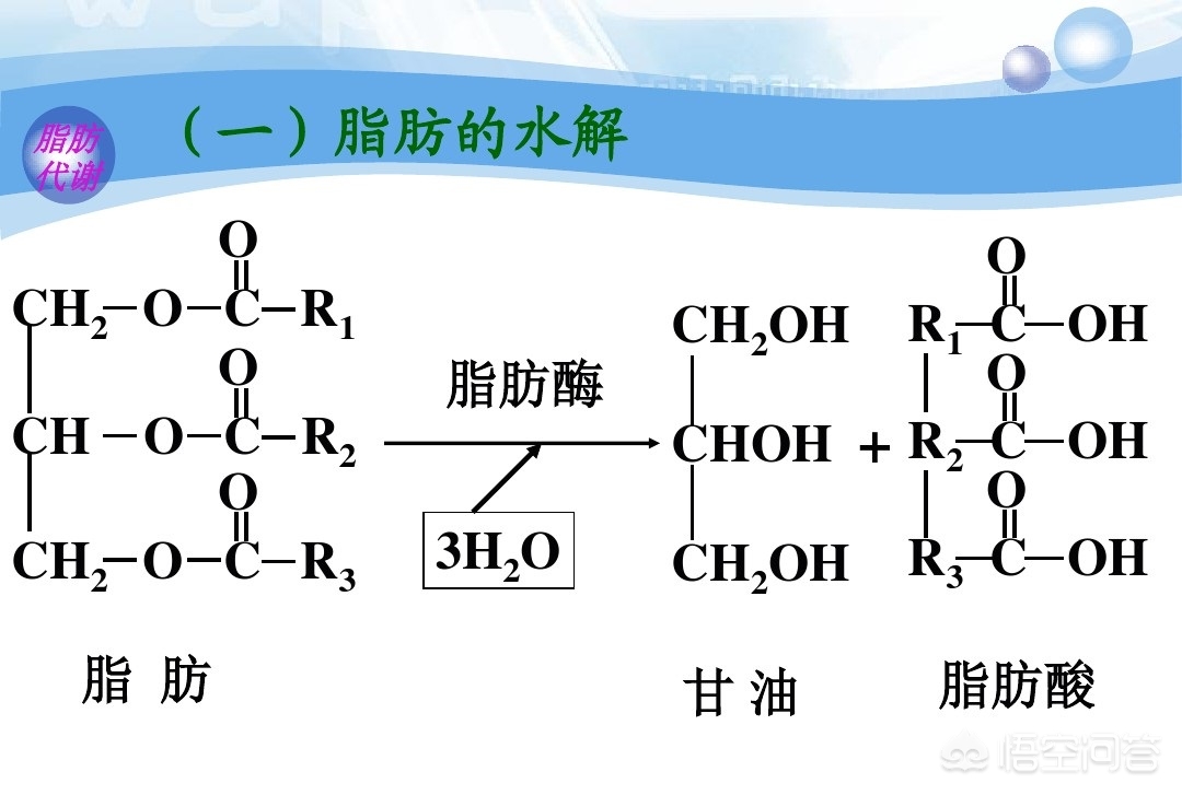 脂肪是怎么排出体外的动画,内脏脂肪是怎么排出体外的