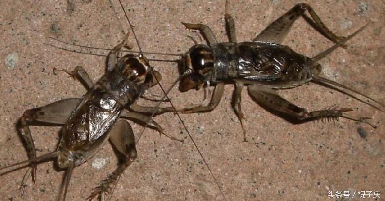 蜗牛在农业是害虫还是益虫,益虫防治害虫的方法有哪些