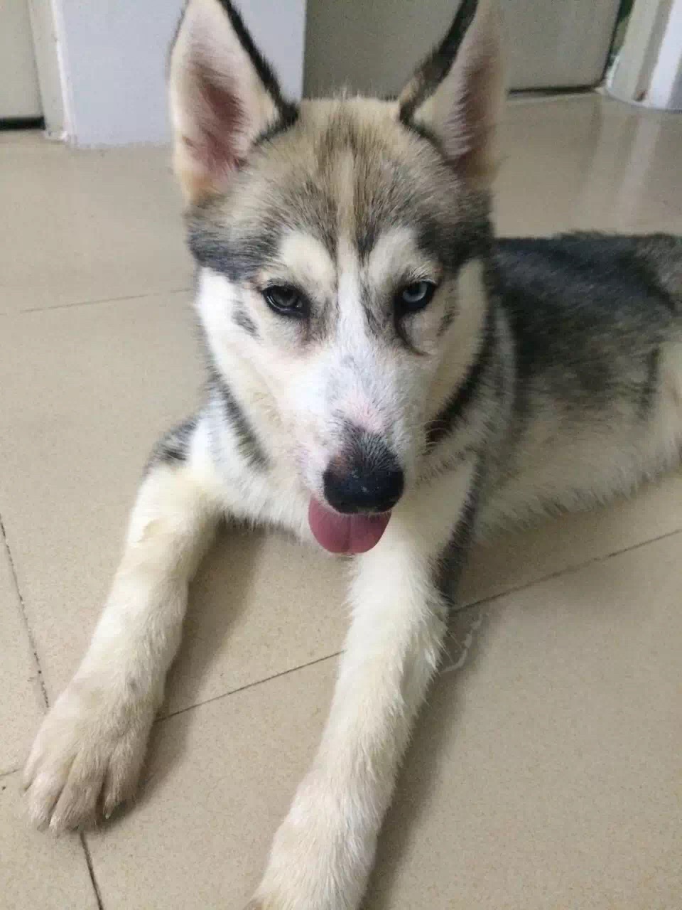 买狗粮买到问题狗粮如何维权,如何辨别劣质狗粮