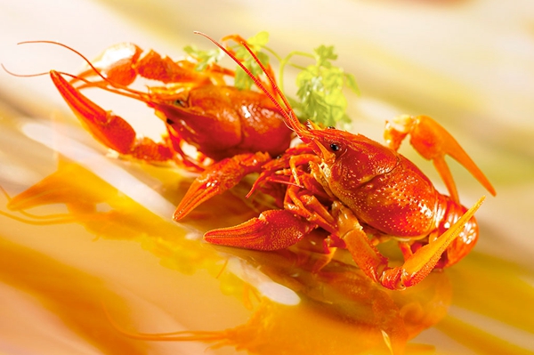 广州造蝦局：我造虾来你撸虾快哉快哉~