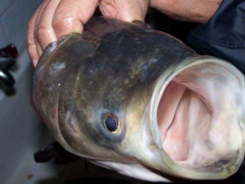 野钓真过瘾一下午钓了14条大鲫鱼,野钓大鲫鱼看着也太过瘾了