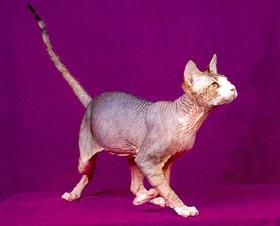 最便宜的宠物猫咪品种图片及价格,哪个品种的猫咪性格最好最温顺