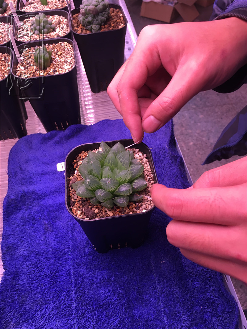 十二卷扦插方法,十二卷叶插教学