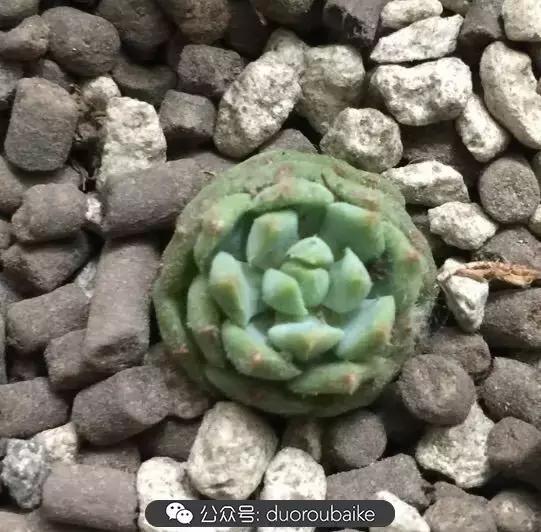 买多肉的3个雷区,某宝买的植物