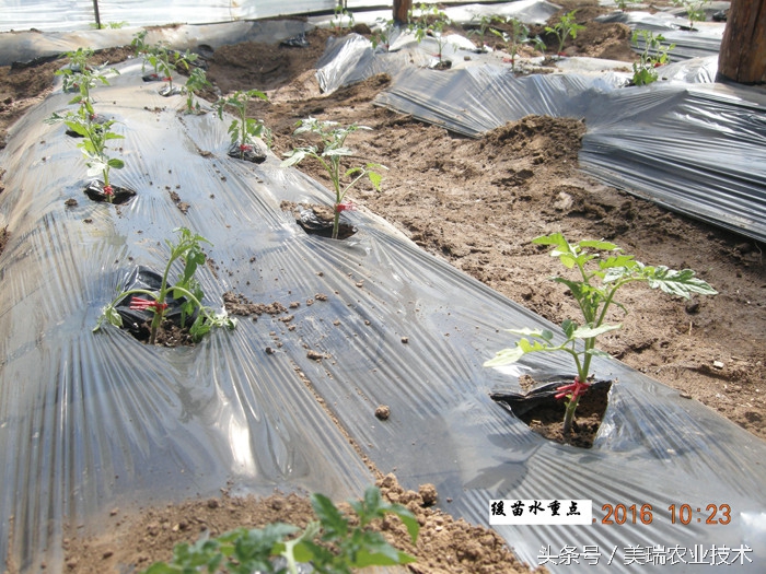 番茄夏季高温天气浇水,高温对西红柿坐果有什么影响