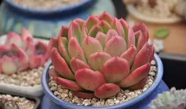 肉肉怎么浇水最好最合适,肉肉浇水最好的方法