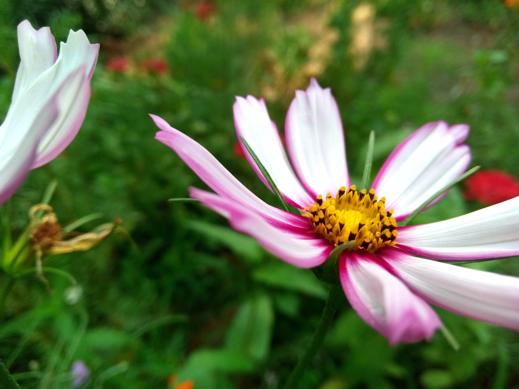 小品牌性价比电动车,酷比max5参数