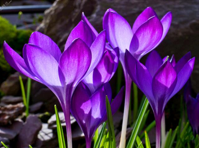 藏红花花朵真假区别图,藏红花压扁真假辨别视频