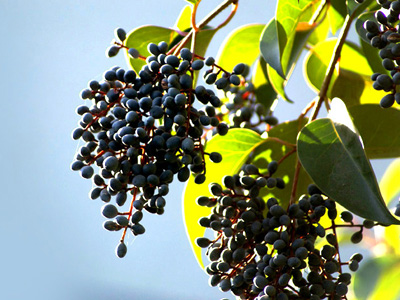 在农村看见这种植物别错过了,农村见到这种野菜切记只摘叶子