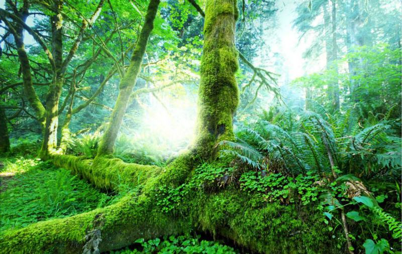 这些真菌蘑菇的用途，也许能给你创富、挣钱的灵感。