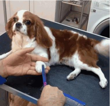 自己在家给泰迪狗狗剪毛,在家给狗狗剪毛需要什么剪刀